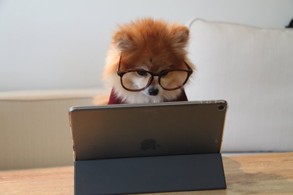 Dog looking at a computer with glasses on